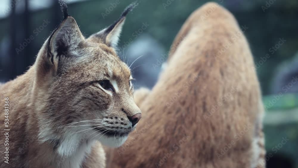 Closeup of Face Head of American Bobcat or Wild Cat Looking Around. Young Lynx in morning rays. 4K high quality raw footage Closeup of Face Head of American Bobcat or Wild Cat Looking Around. Young Lynx in morning rays. 4K high quality raw footage
