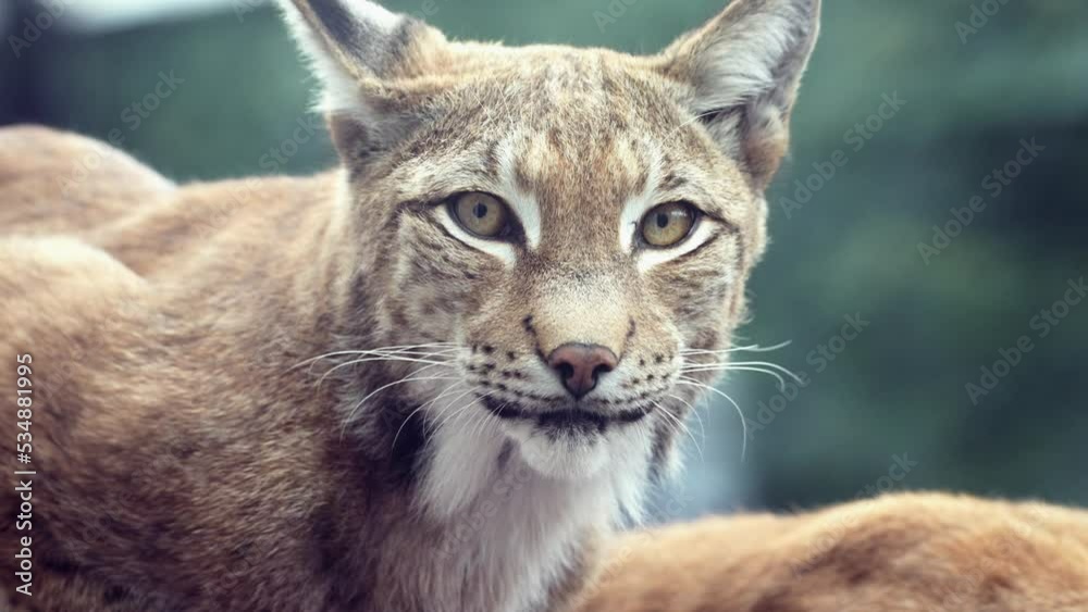 Closeup of Face Head of American Bobcat or Wild Cat Looking Around. Young Lynx in morning rays. 4K high quality raw footage Closeup of Face Head of American Bobcat or Wild Cat Looking Around. Young Lynx in morning rays. 4K high quality raw footage
