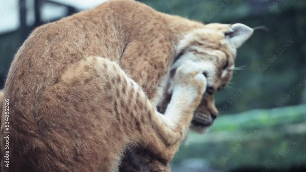 Closeup of Face Head of American Bobcat or Wild Cat Looking Around. Young Lynx in morning rays. 4K high quality raw footage Closeup of Face Head of American Bobcat or Wild Cat Looking Around. Young Lynx in morning rays. 4K high quality raw footage