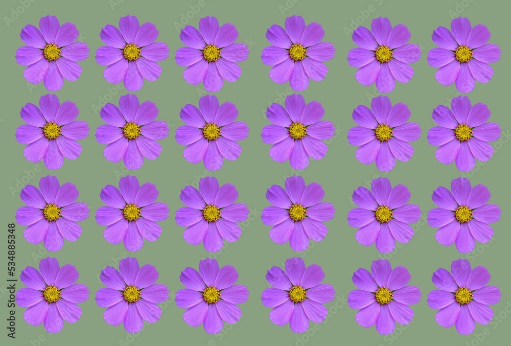 Beautiful cosmos, cosmea flowers set isolated . Beautiful cosmos, cosmea flowers set isolated .