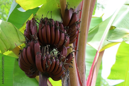 Red banana (Musa acuminate) Musaceae family. Is a wired tape of banana, it's a triploid cultivar of the wild banana Musa acuminata, belonging to the AAA group. Amazon grown in Thailand photo