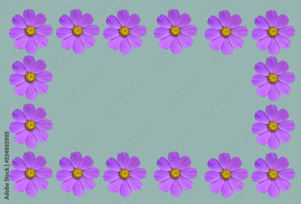 Flower frame with cosmea flowers .