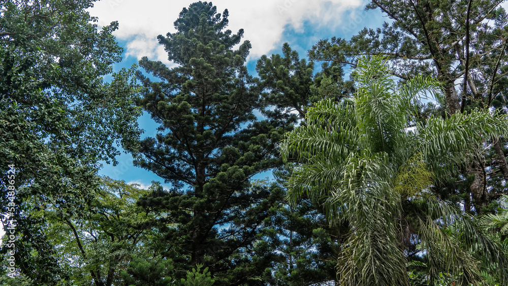 Tropical vegetation. Palm trees, coniferous, deciduous trees against a background of blue sky and clouds. Seychelles Tropical vegetation. Palm trees, coniferous, deciduous trees against a background of blue sky and clouds. Seychelles