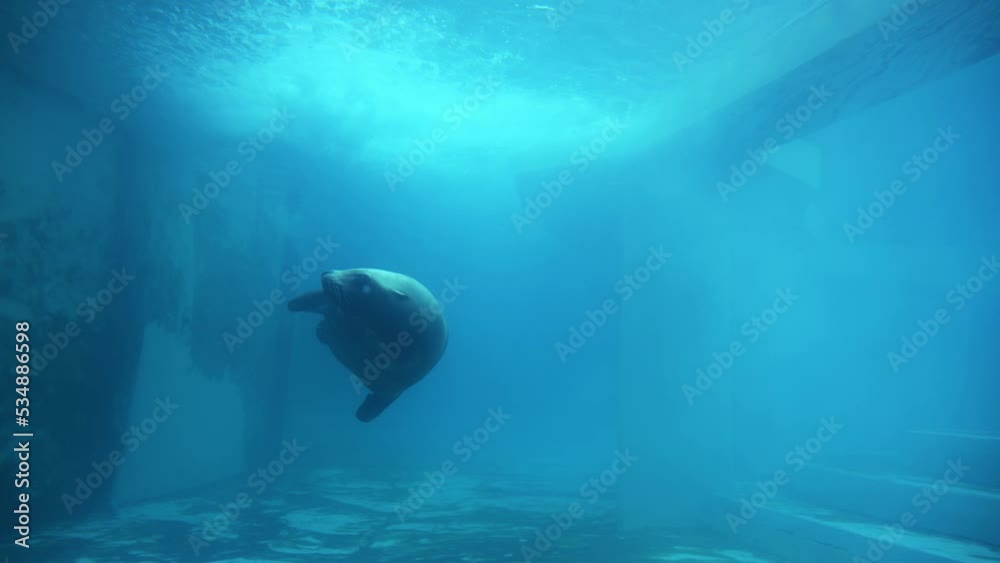Beautifull sea lion swimming under sea water, Close up footage of Sea lions or walrus or seal swimming under water. High quality 4k raw slow motion footage Beautifull sea lion swimming under sea water, Close up footage of Sea lions or walrus or seal swimming under water. High quality 4k raw slow motion footage