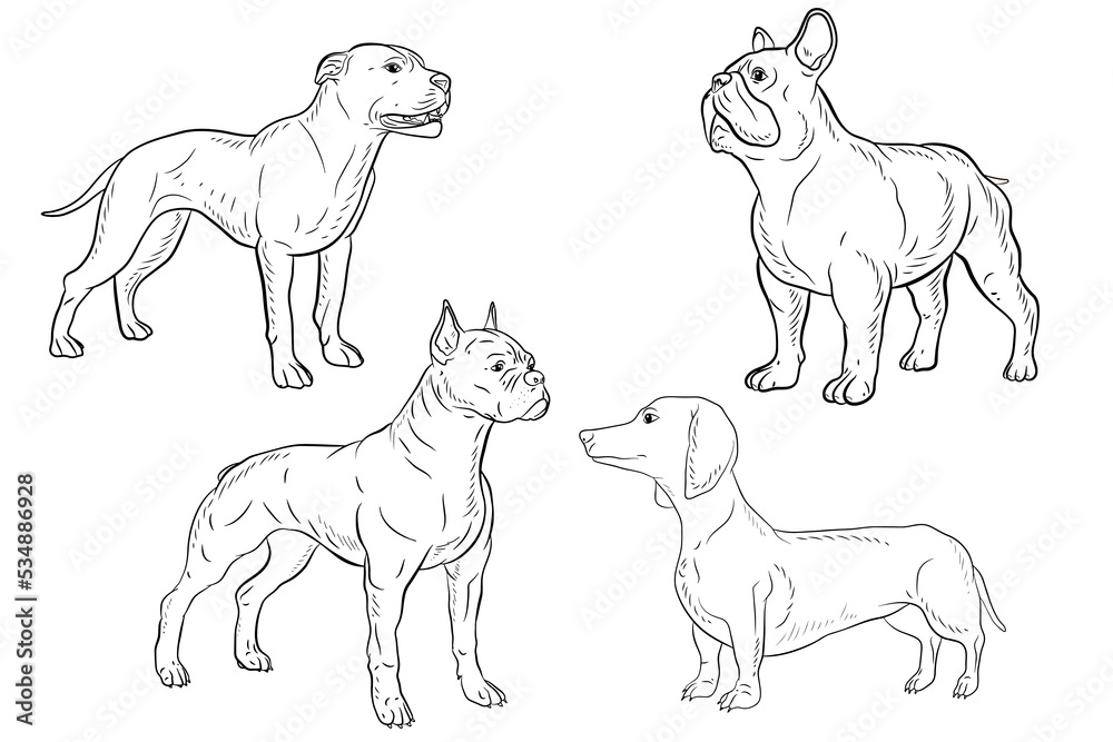 In the animal world. Vector image, dog. Black and white drawing, coloring book.