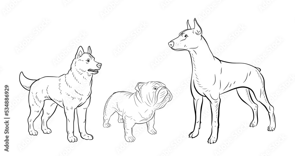 In the animal world. Vector image, dog. Black and white drawing, coloring book.