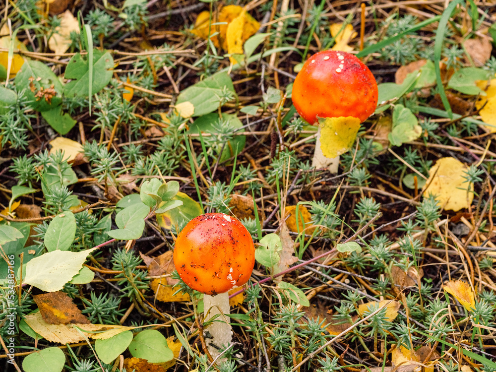 Fly agaric in the grass among the leaves and pine needles Fly agaric in the grass among the leaves and pine needles