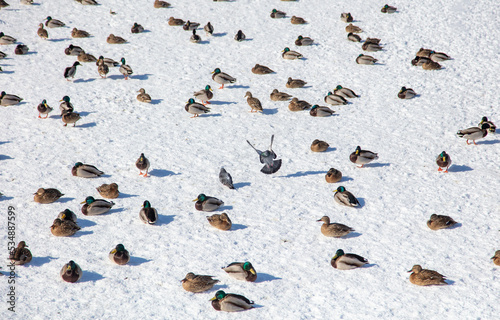 Ducks on the snow in winter.