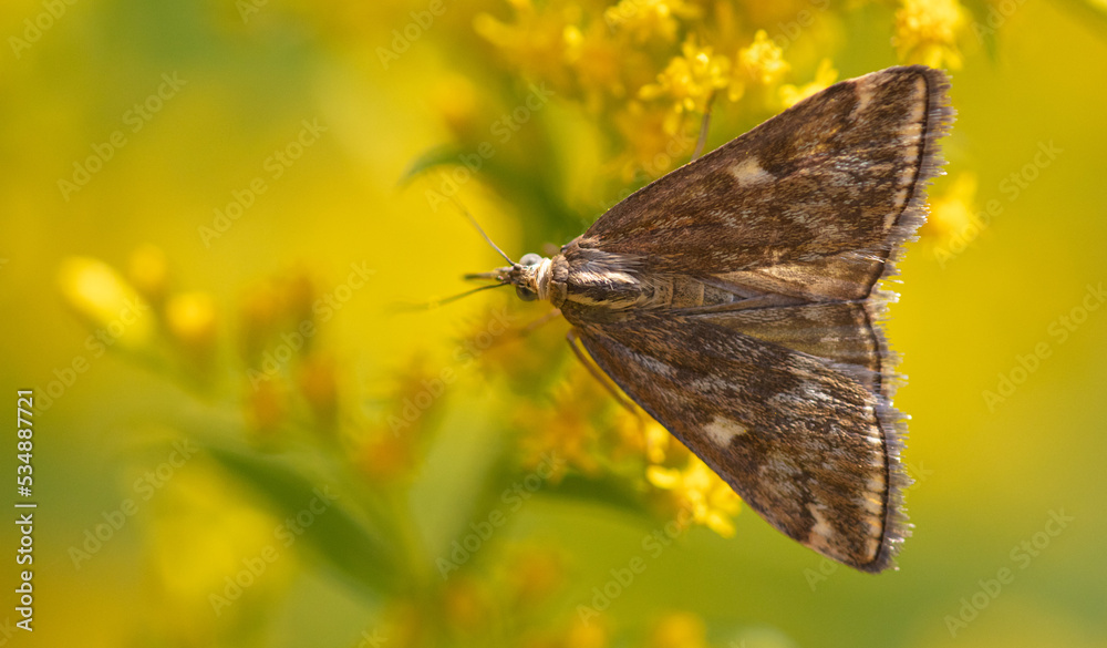 Fototapeta premium Butterfly on a yellow flower.
