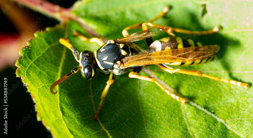 Fototapeta premium Wasp on a green leaf.