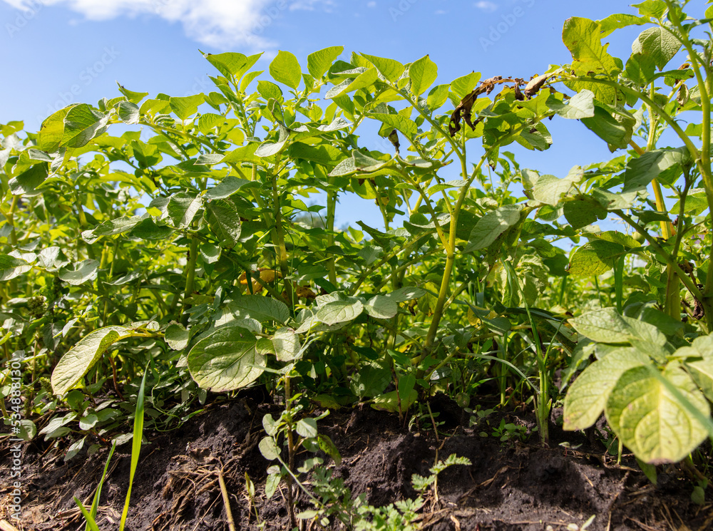 Green potato leaves against the blue sky. Green potato leaves against the blue sky.