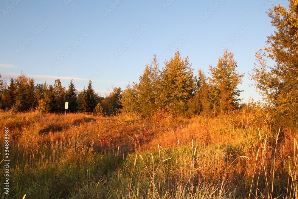 autumn in the woods