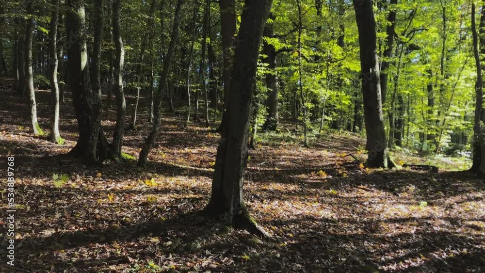 Amazing Light in the early Autumn Wood. Amazing Light in the early Autumn Wood.