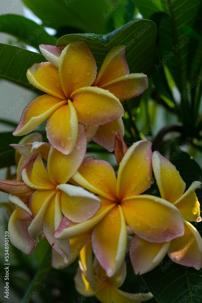 Obraz premium yellow frangipani flower