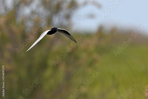 White-winged tern // Weißflügelseeschwalbe (Chlidonias leucopterus)