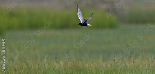 White-winged tern // Weißflügelseeschwalbe (Chlidonias leucopterus) photo