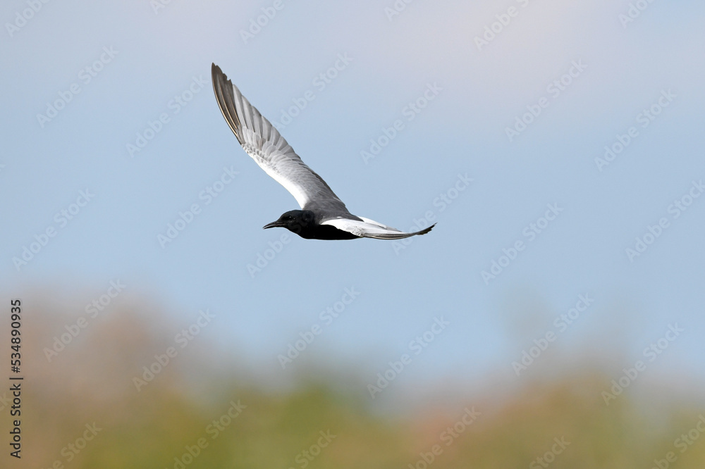 White-winged tern // Weißflügelseeschwalbe (Chlidonias leucopterus) White-winged tern // Weißflügelseeschwalbe (Chlidonias leucopterus)