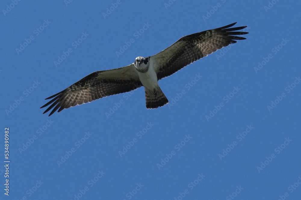 osprey in flight