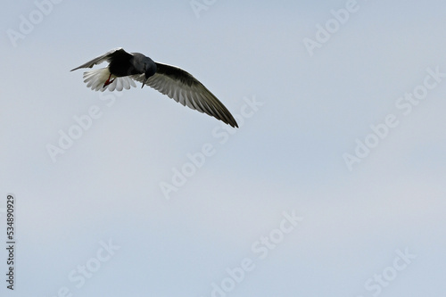 White-winged tern    Wei  fl  gelseeschwalbe  Chlidonias leucopterus 