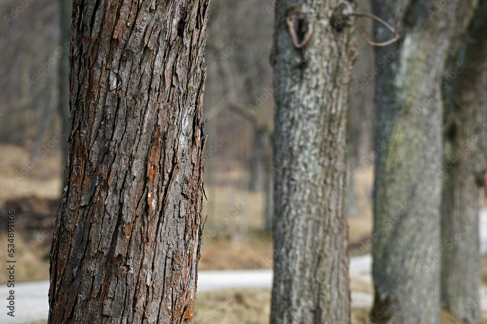 Close Up of tree park - Some trees standing in a row Close Up of tree park - Some trees standing in a row