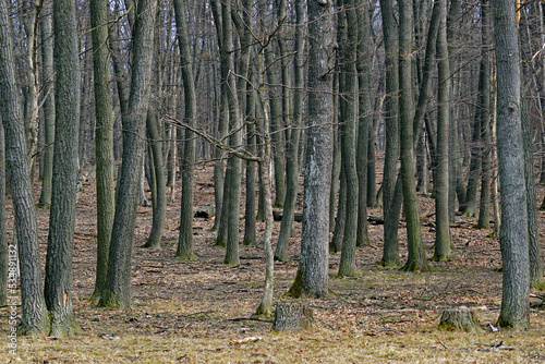 Forest scenery in a barren landscape