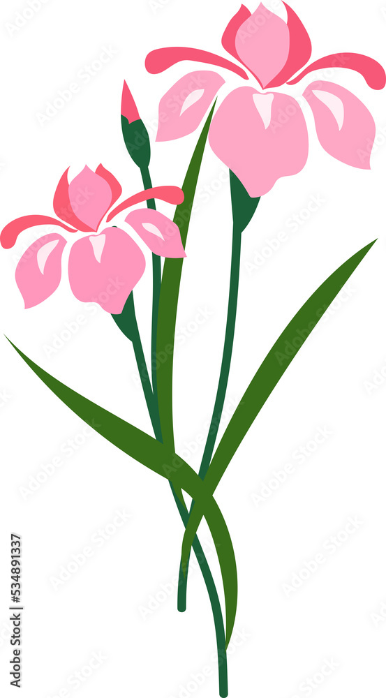 Obraz premium Cartoon botanic garden plant flower pink iris