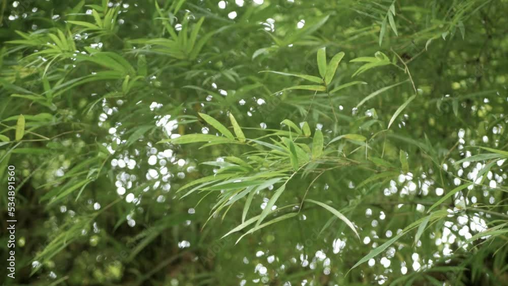 Low angle view look up at the top of the natural greenery bamboo trees grove jungle with sunshines in Chiangmai Low angle view look up at the top of the natural greenery bamboo trees grove jungle with sunshines in Chiangmai