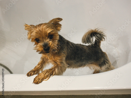 The Yorkshire Terrier is standing in a white bath before bathing after a walk, taking care of himself and smiling. Cute and funny dog.