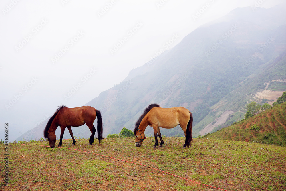 Horses eating grasses up on the mountain of Ta Xua, Vietnam