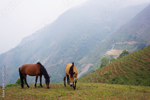 Horses eating grass on the mountain hills on a cloudy day