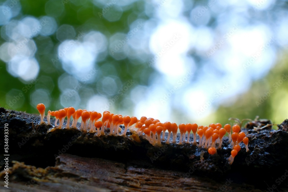 Amazing colorful slime mold Trichia decipiens - slime molds are interesting organisms between mushrooms and animals Amazing colorful slime mold Trichia decipiens - slime molds are interesting organisms between mushrooms and animals