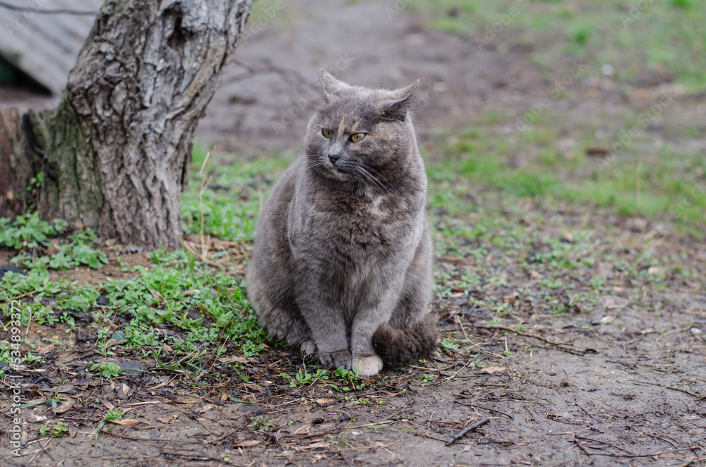 A spotted street cat sits in the grass and looks at people. The pet walks on the street. Fire cat. Pedigree animal.