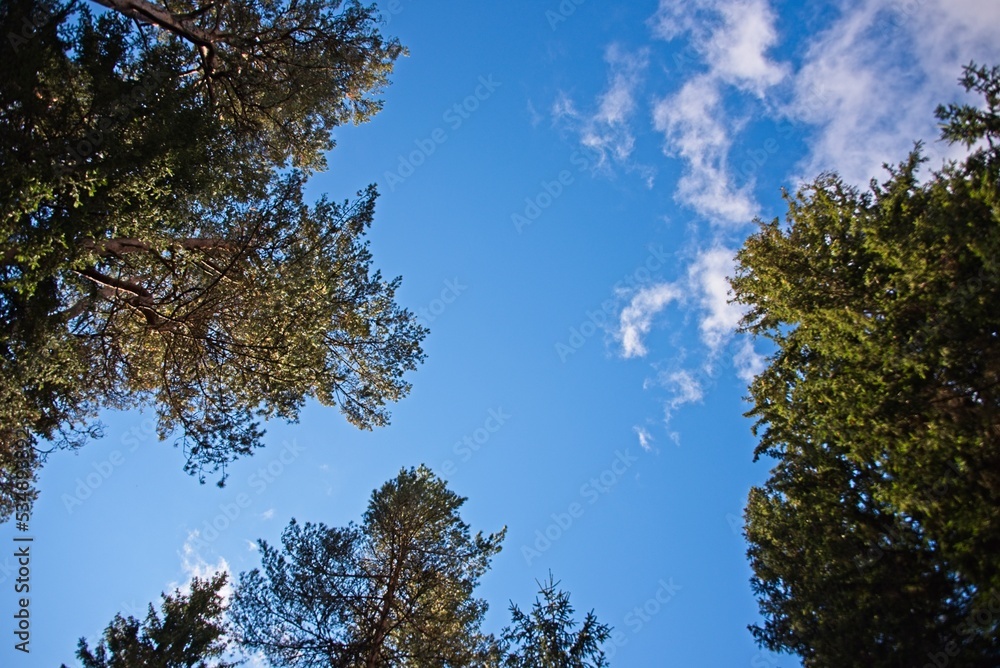 Fototapeta premium Autumn in a Latvian Forest in September