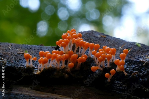 Amazing colorful slime mold Trichia decipiens - slime molds are interesting organisms between mushrooms and animals photo
