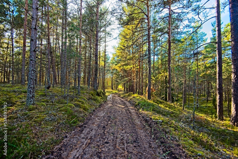Autumn in a Latvian Forest in September Autumn in a Latvian Forest in September