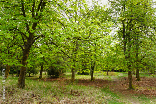 Kastanienbäume (Castanea) im Nationalpark Kellerwald-Edersee, Hessen, Deutschland