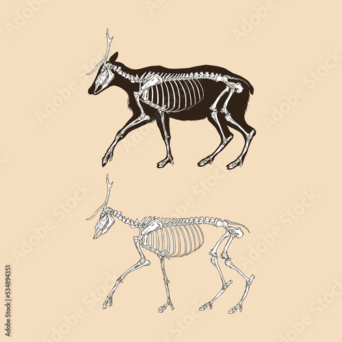 Skeleton deer vector illustration animal