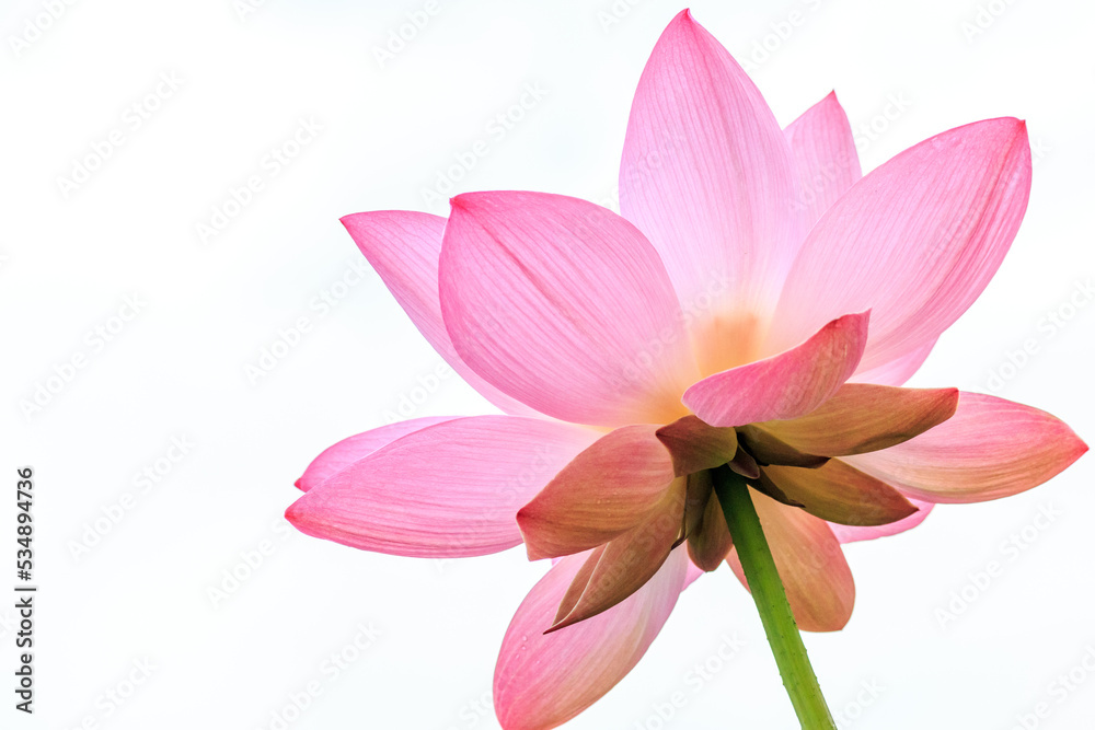Fototapeta premium 北海道安平町、花びらのグラデーションとラインが美しい蓮の花【白背景】