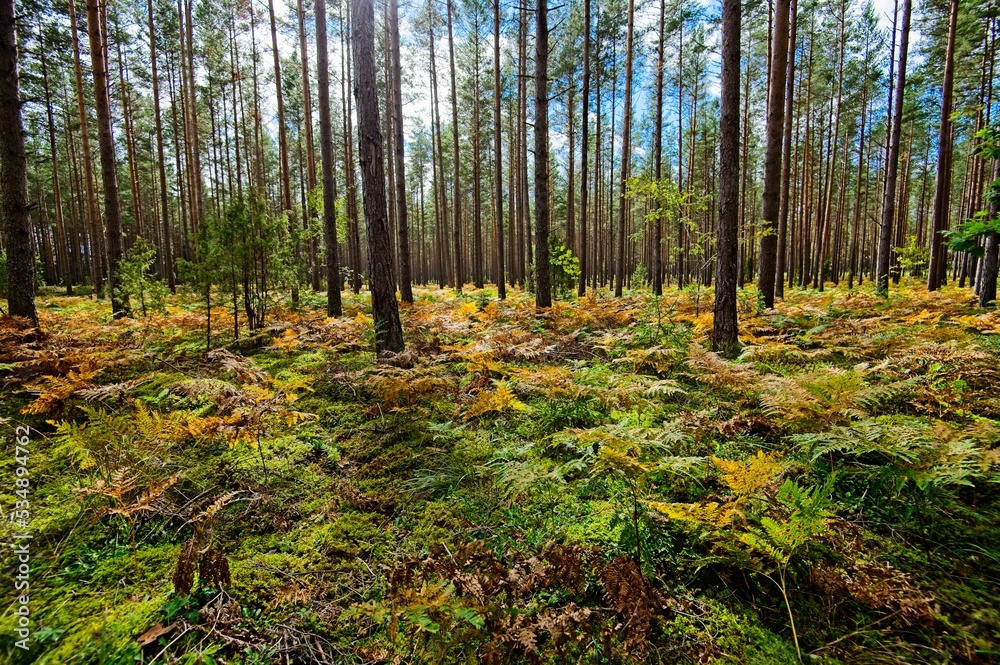Obraz premium Autumn in a Latvian Forest in September