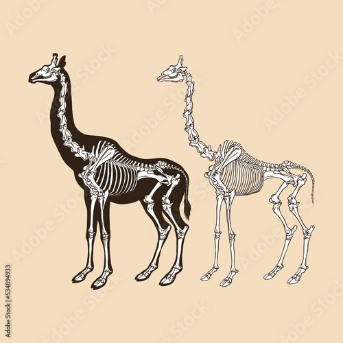 Skeleton giraffe vector illustration animal