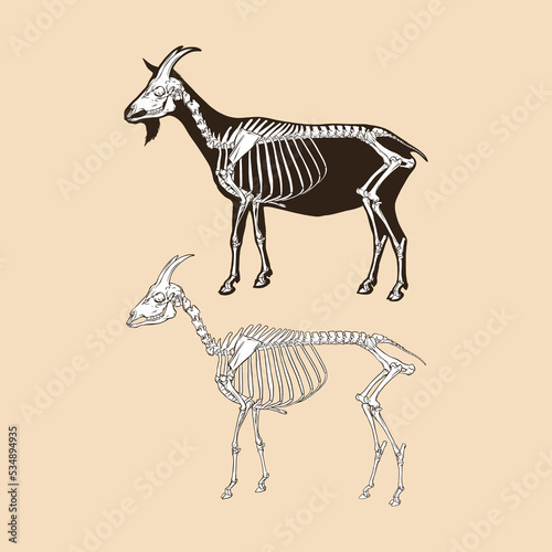 Skeleton goat vector illustration animal