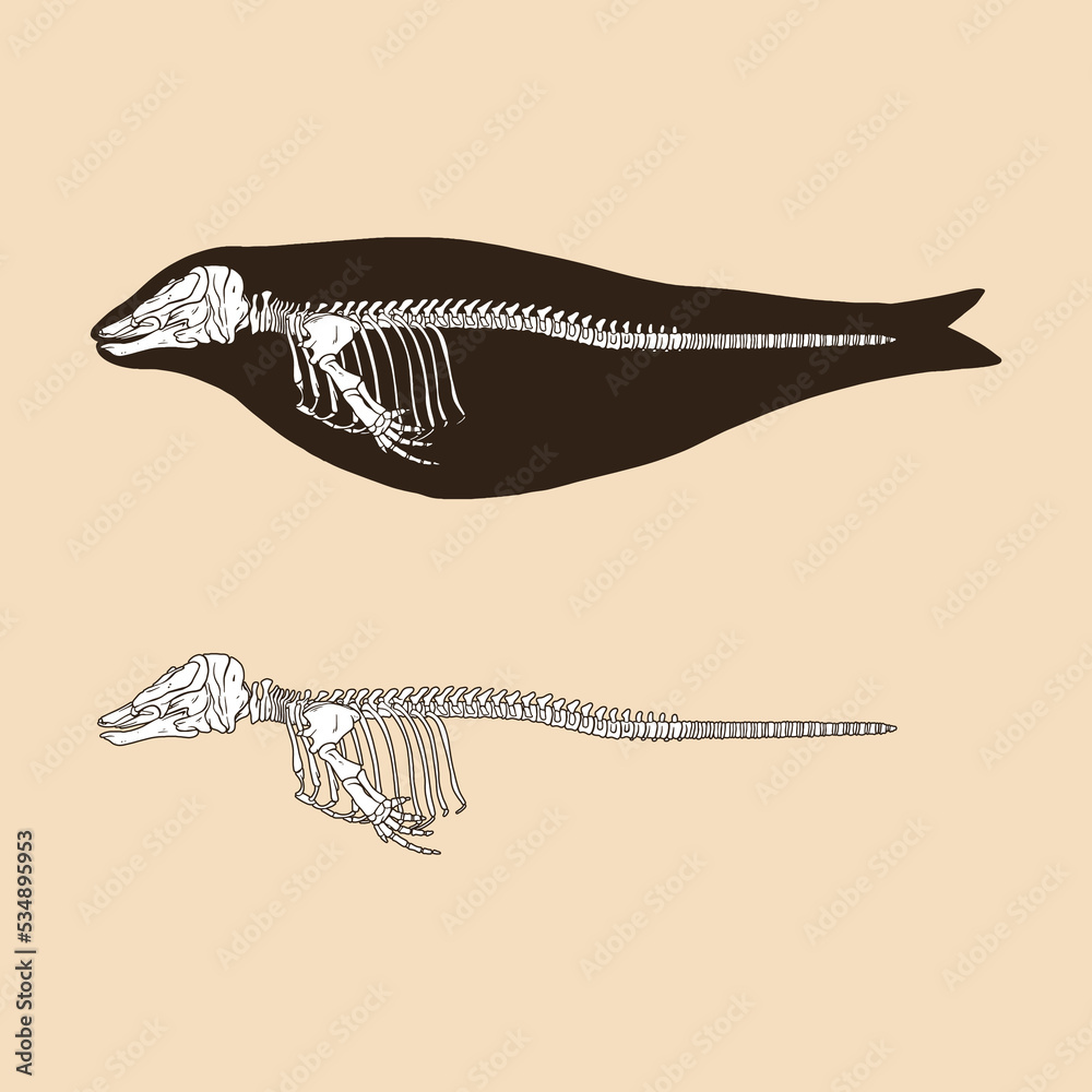 Fototapeta premium Skeleton narwhal female vector illustration animal