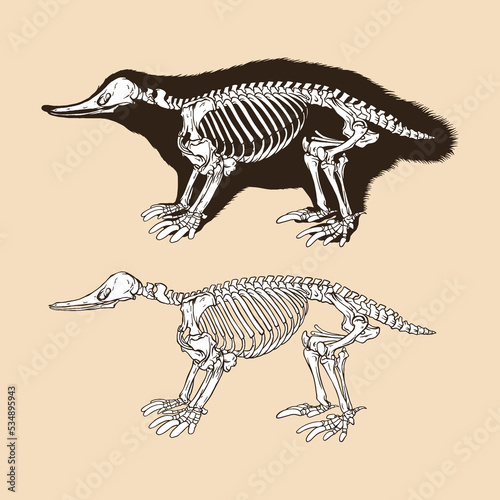 Fototapeta Naklejka Na Ścianę i Meble -  Skeleton monotremata vector illustration animal