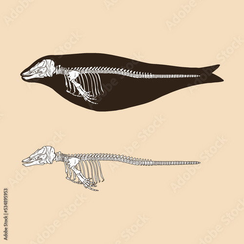 Skeleton narwhal female vector illustration animal