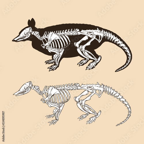 Skeleton nine banded armadillo vector illustration animal