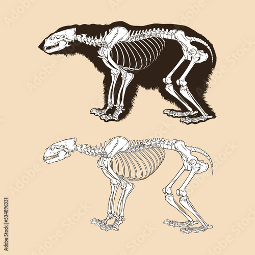 Skeleton polar bear vector illustration animal