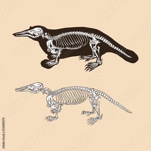 Skeleton schnabeltier vector illustration animal