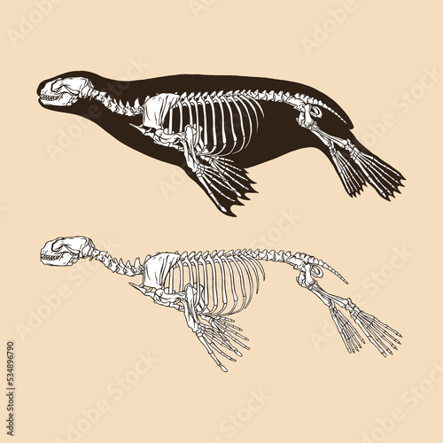 Skeleton sea lion vector illustration animal