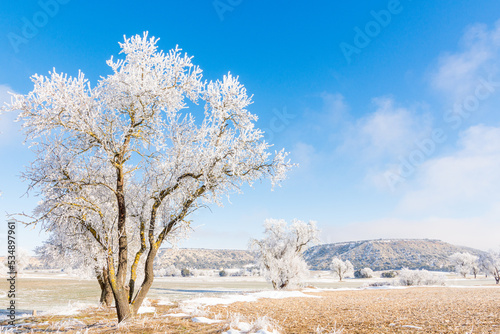 Winter landscape with a frozen and snowy tree on a sunny day in the countryside of Valladolid, Castilla y León, Spain photo