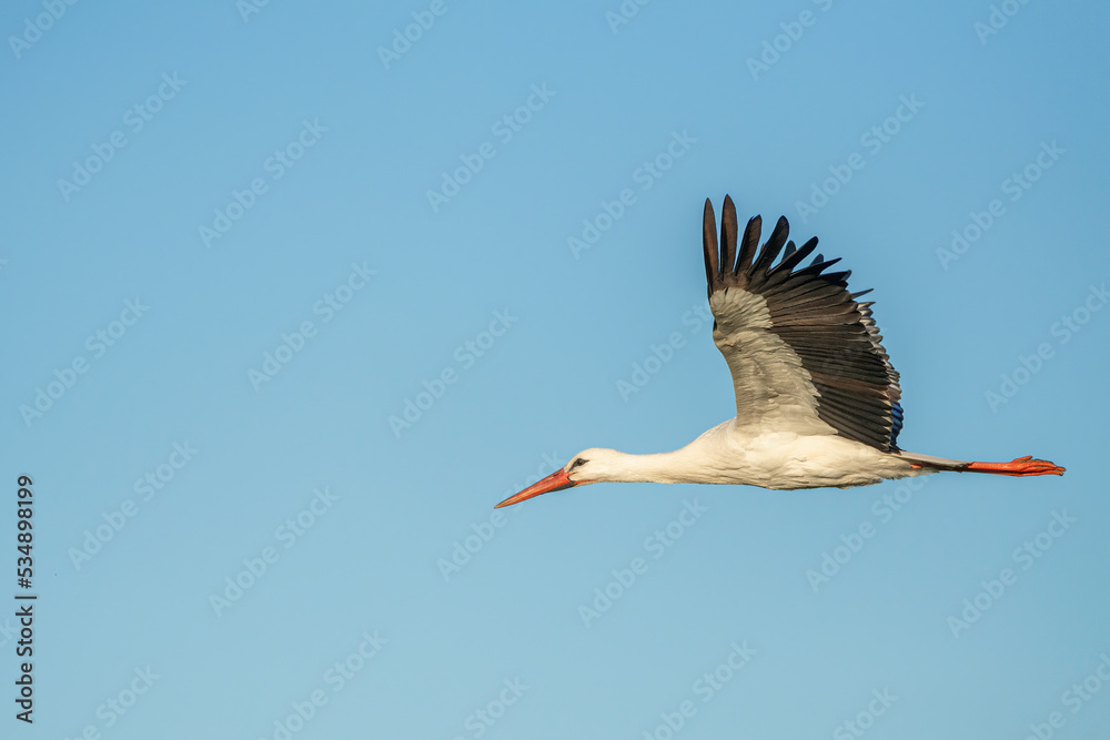 Obraz premium Weißstorch im Flug